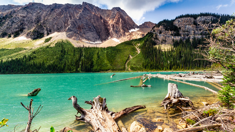 Logs float in the green waters of Sherbrooke Lake in British Columbia