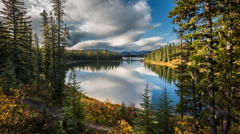 Trees lining the shore of a lake at William A. Switzer Provincial Park in Alberta
