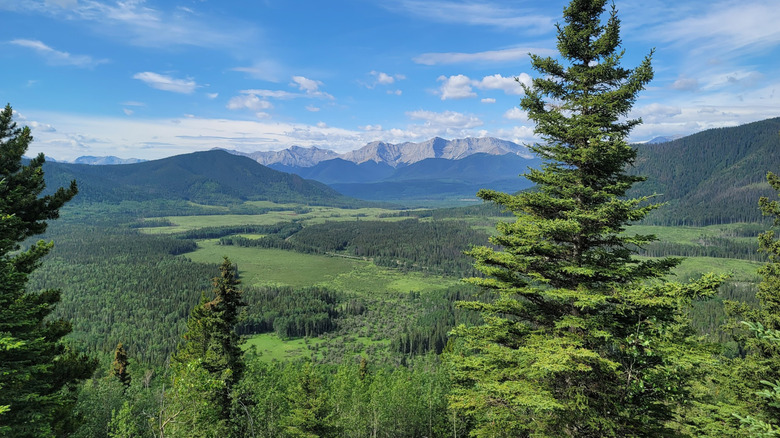 Mountain and forest views from Athabasca Lookout in William A. Switzer Provincial Park