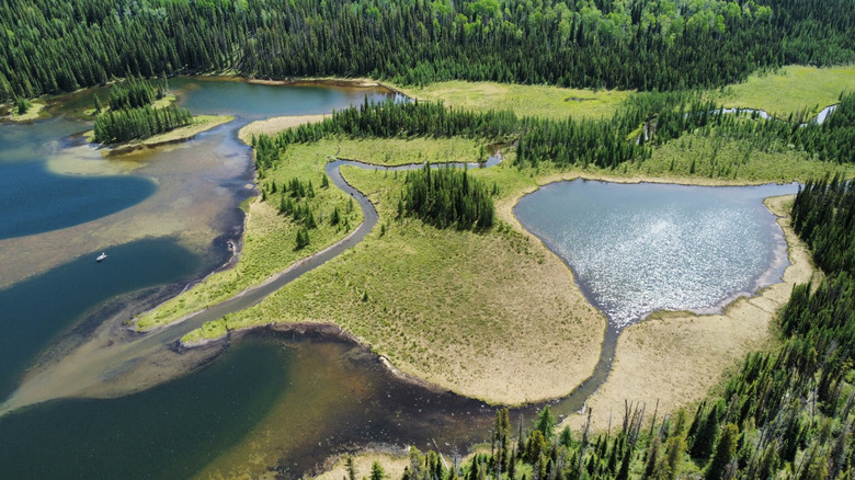 An aerial view of a lake with islands and inlets and a creek, surrounded by trees, at William A. Switzer Provincial Park