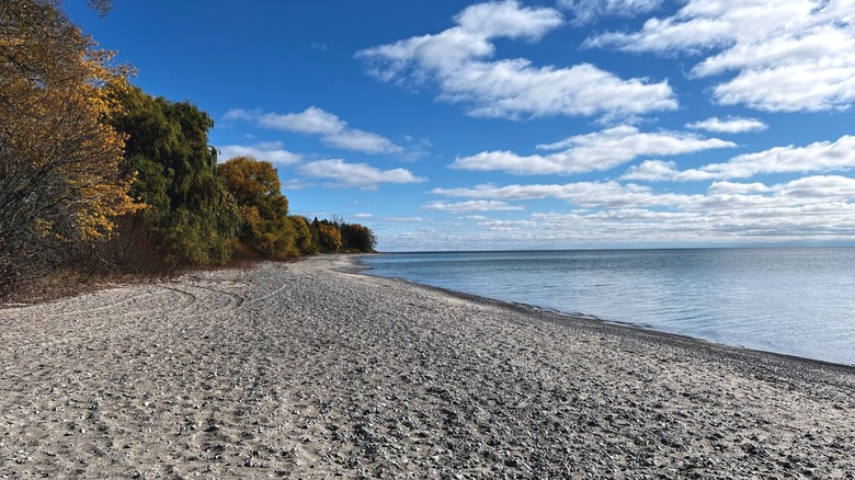 sandy beach with trees on the left and the lake on the right