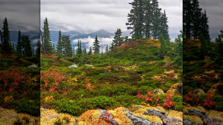 Alpine forest views hiking on Sleeping Beauty Mountain Park, British Columbia