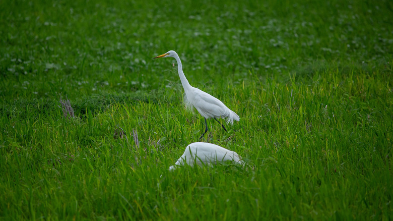Trumpeter swans at a wildlife sanctuary in British Columbia