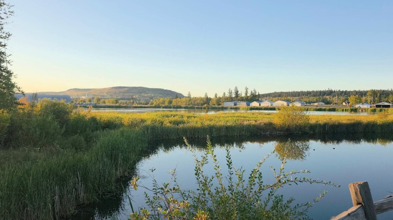 Wetlands in 100 Mile House, British Columbia, Canada