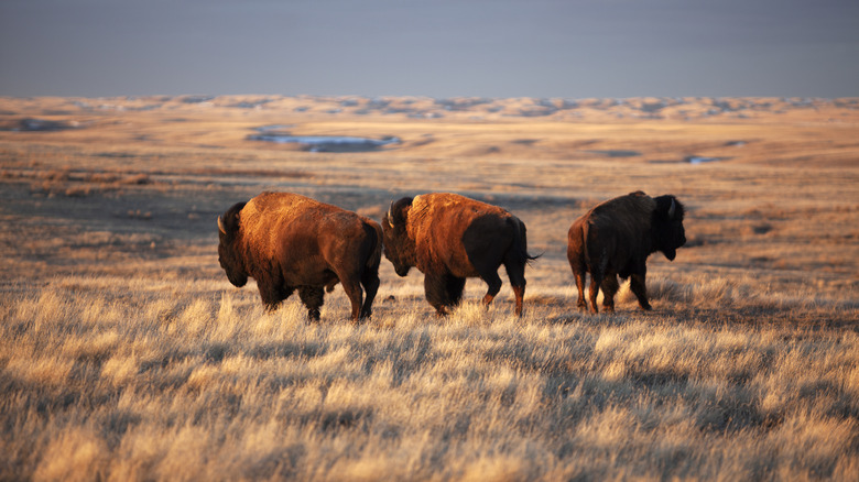 bison grazing at grasslands national park in Canada
