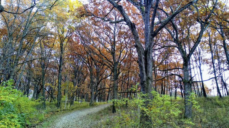 An autumn trail in Cap Sauers Holding Nature Preserve, Illinois