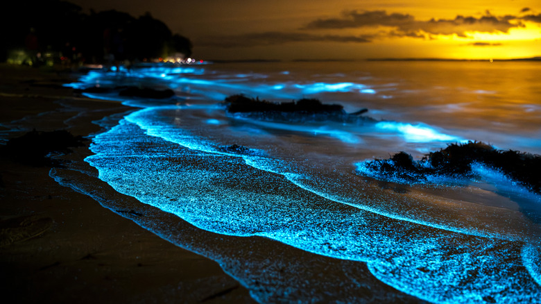 Bioluminescence illuminating a beach