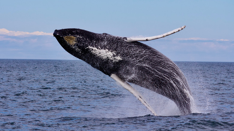 Whale jumping out of water in Cape Cod
