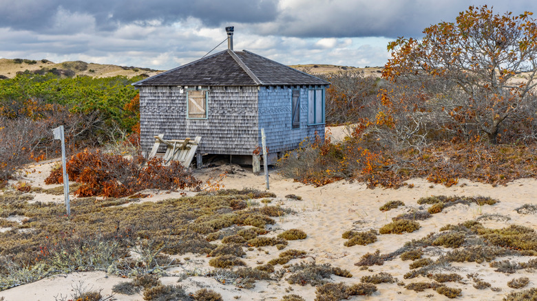 Rustic dune shack surrounded by vegetation