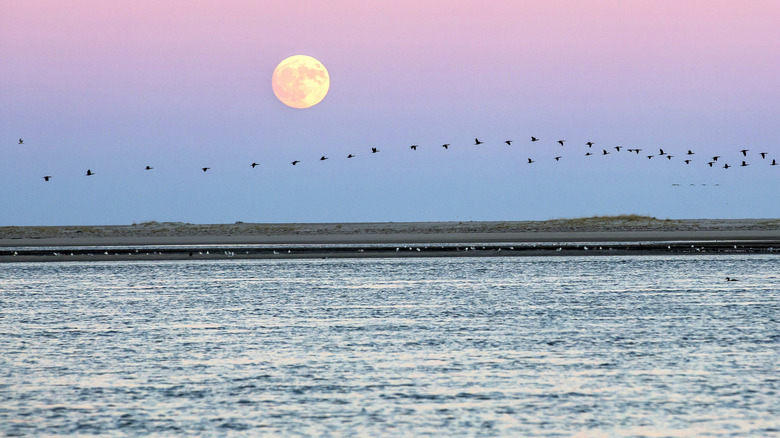 Migrating birds at sunset in Cape Cod, Massachusetts
