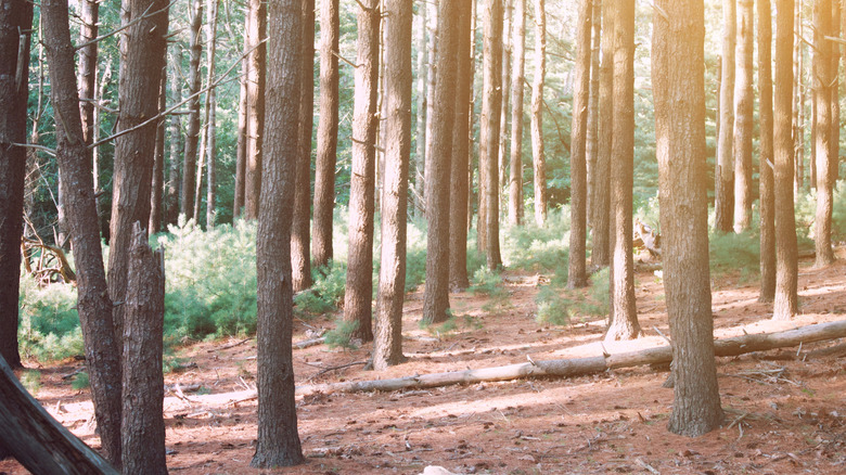 Pinewood forest in Nickerson State Park