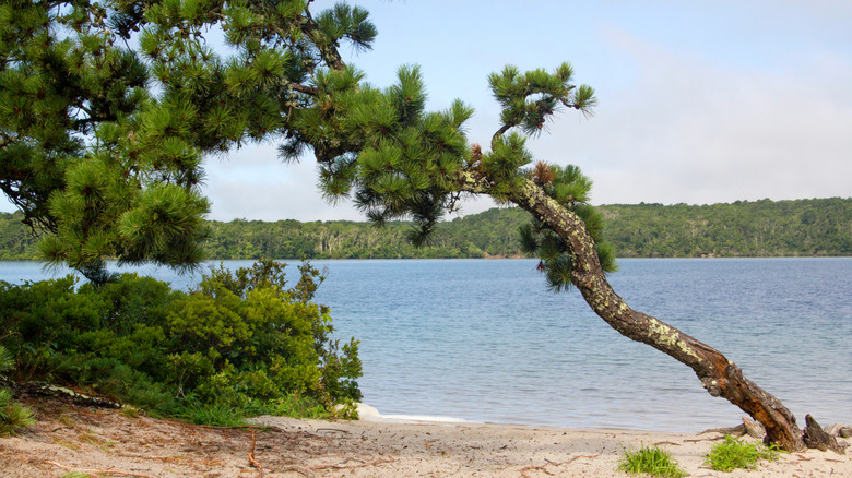 Bent tree on lakefront beach Nickerson State Park