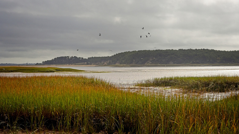 Overcast skies and tidal marshlands on Cape Cod