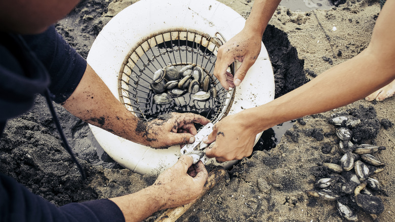 Clam digging on Cape Cod