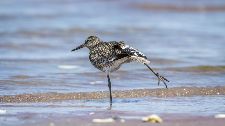 Plover bird on Cape Cod Beach