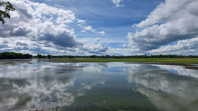 the water in the wetlands of the Carl and Myrna Nygren Wetlands Preserve reflects the clouds above
