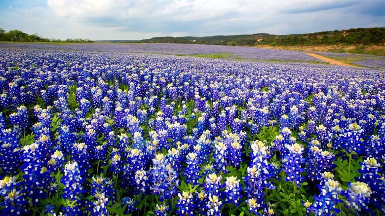 Field of bluebonnets in Texas Hill Country