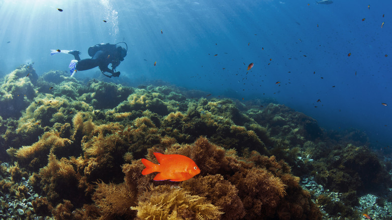 A scuba diver swimming along an orange garibaldi fish off the coast of Catalina Island