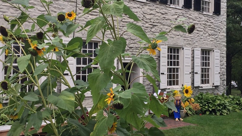 Sunflowers blooming at George Taylor House