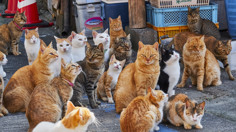Group of cats on Aoshima Island, Japan