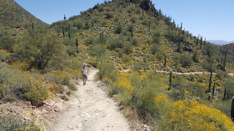 Hiking in Cave Creek Regional Park