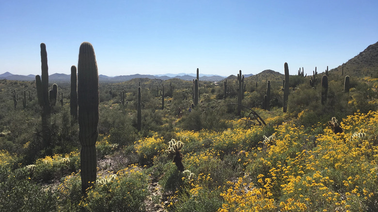 Saguaro cacti and wildflowers at Cave Creek Regional Park