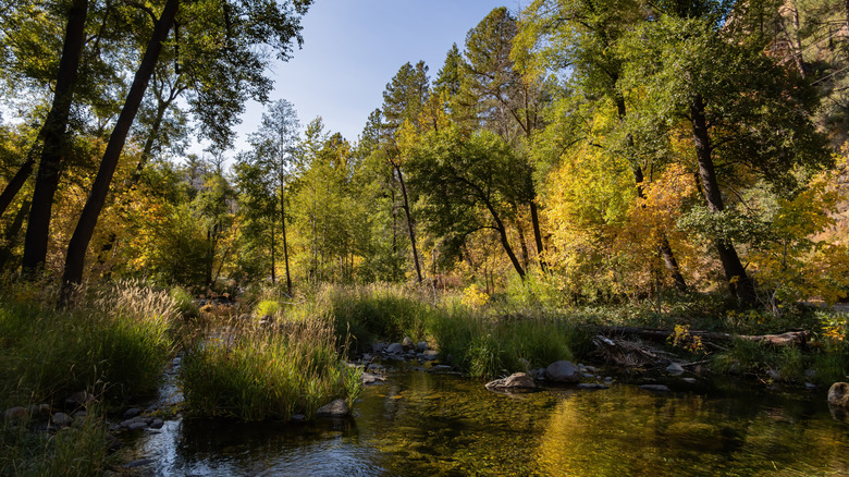 Fall foliage at Cave Springs Campground