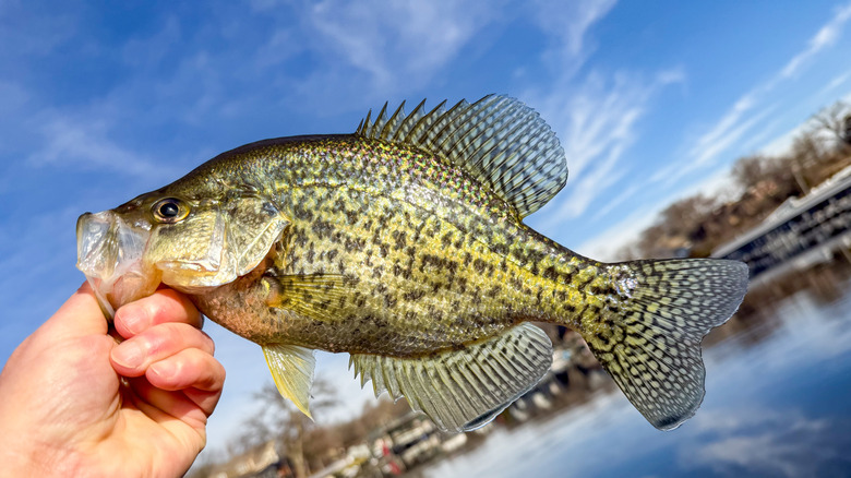 Fisherman holding a crappie