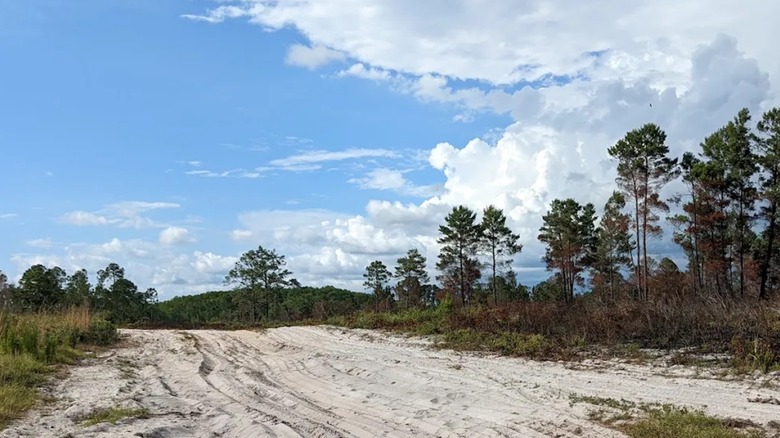View of a sandy trail in Cedar Key Scrub State Reserve