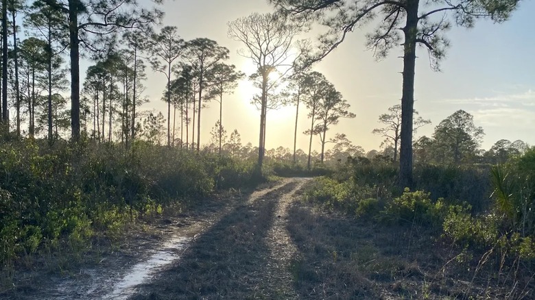 View of the landscape in Cedar Key Scrub State Reserve