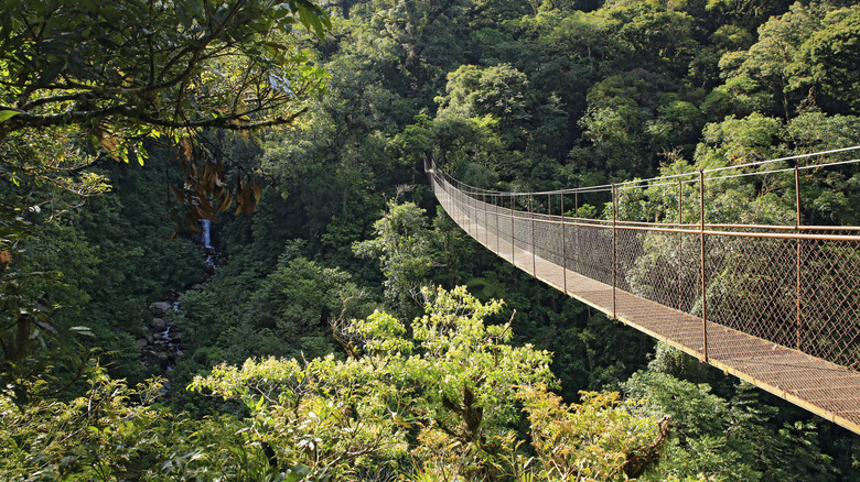 Canopy tree trek in the forests of Chiriquí province, Panama