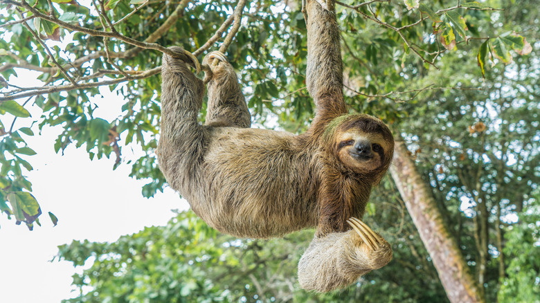 a three-toed sloth hangs from a tree in costa rica with a friendly face