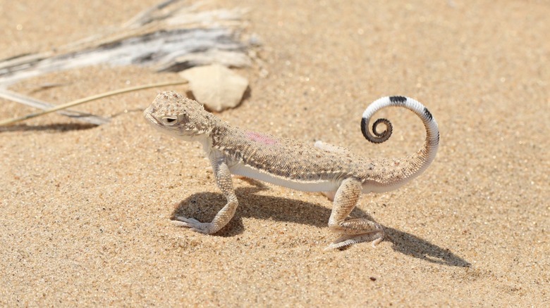 A toadhead agama perches on desert sand