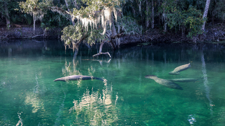 Manatees in clear water with trees in background