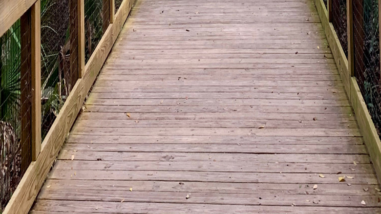 Wooden boardwalk going through the trees