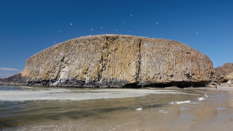 Seagulls fly above Elephant Rock at the northern end of Seal Rock Beach in Oregon