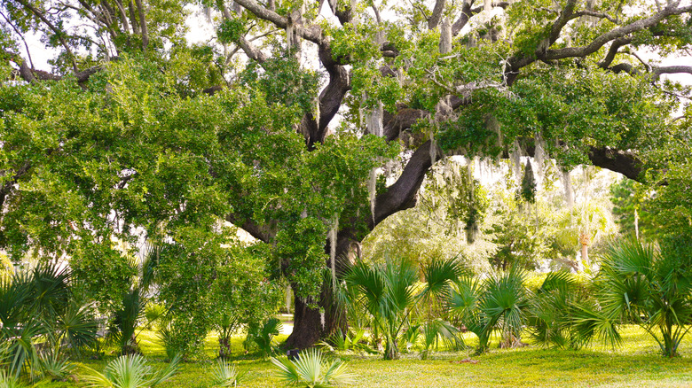 Old oak growth on Daniel Island, South Carolina