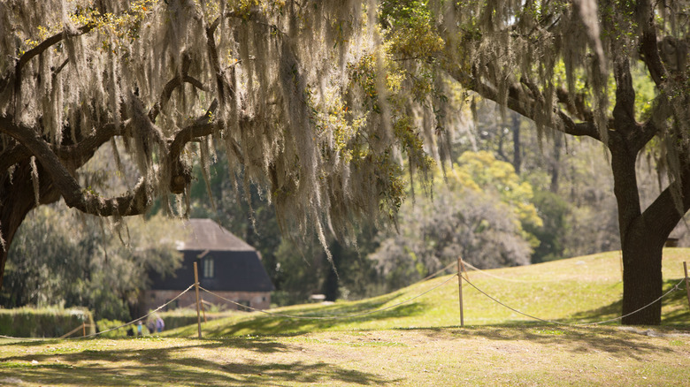 Mossy oaks on a plantation in Charleston, SC