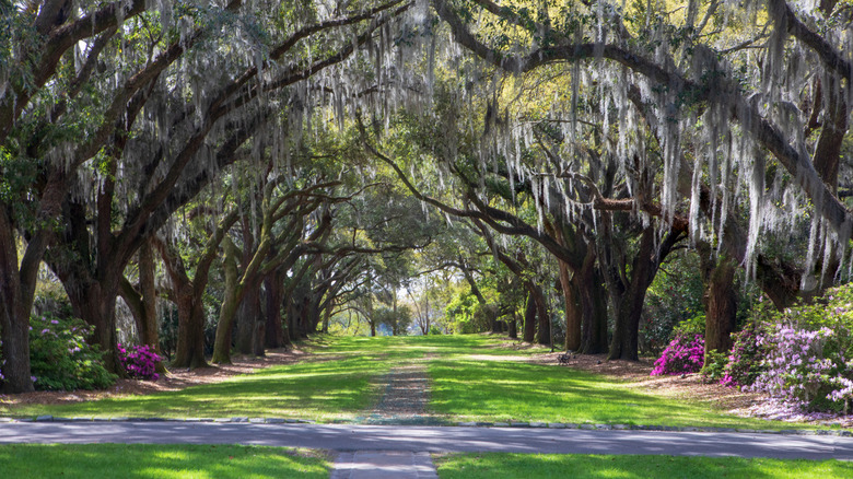 Elegant pathway lined by oak trees with Spanish moss in West Ashley