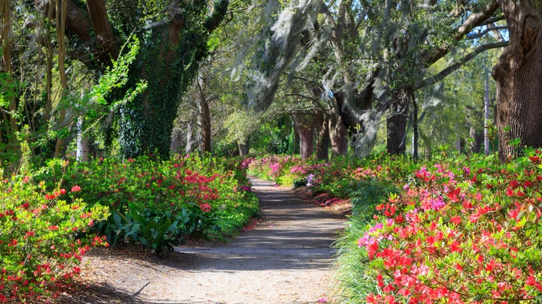 Footpath and flowers in Hampton Park Charleston