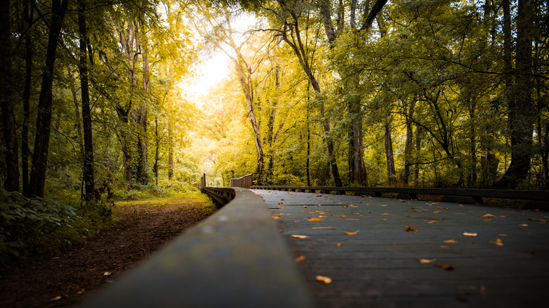 Boardwalk at Pharr Mill Park in Harrisburg, North Carolina