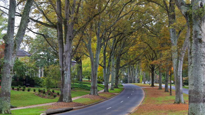Tall, leafy trees and old homes with lawns along a quiet Queens Road West in Charlotte