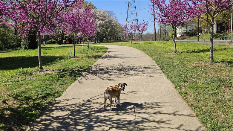 View of a greenway in Wesley Heights