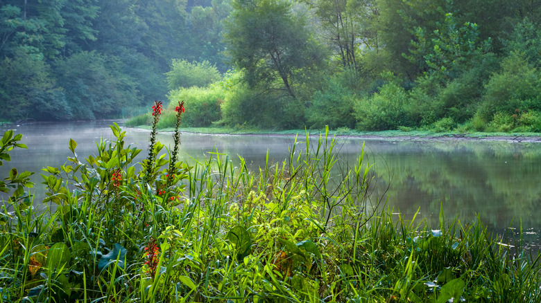 Part of the Ivy Creek Natural Area near Charlottesville, Virginia