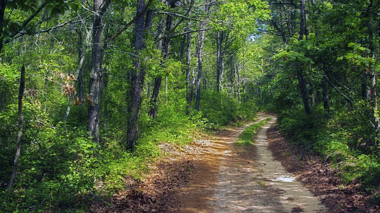 Green forest trail in Mashpee, bathed in sunlight
