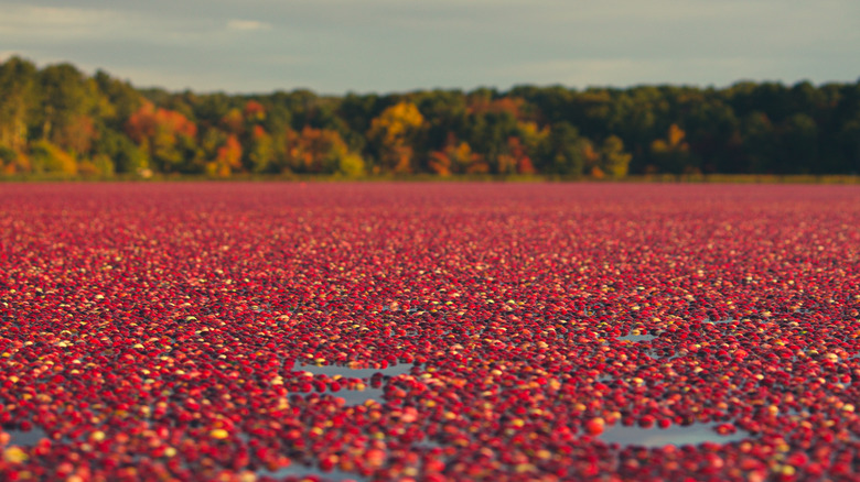 Cranberry bog in Cape Cod