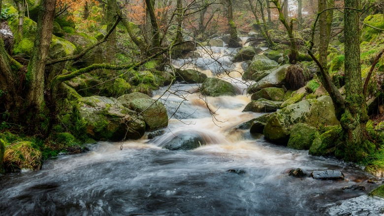 Padley Gorge Is A Stunning Natural Hidden Gem In England s Peak District Padley Gorge Is A Stunning Natural Hidden Gem In England s Peak District