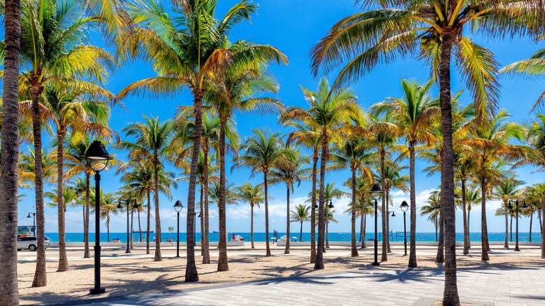 A view of Fort Lauderdale beach with a lot of palm trees