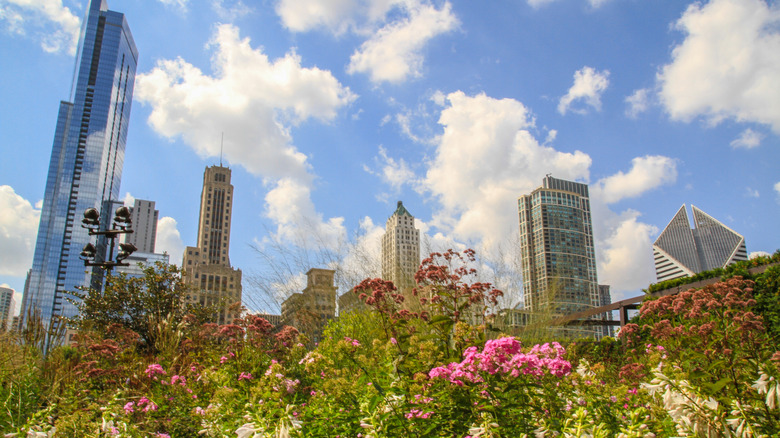 Chicago cityscape with flowers at the foreground