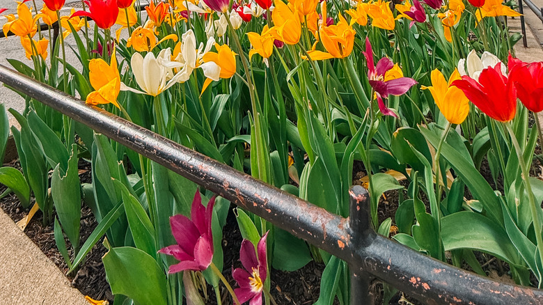 Colorful tulips on a Chicago street